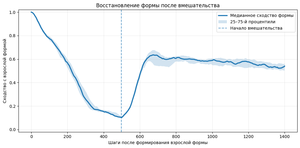 Исходная форма восстановилась лишь частично. Сходство со взрослым состоянием выросло примерно до 60%, после чего стабилизировалось на более низком уровне.