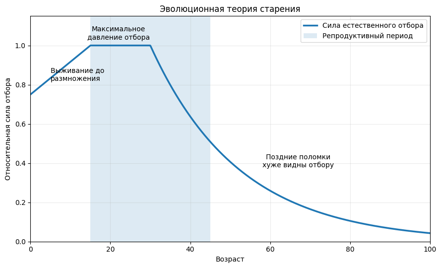 Условная сила естественного отбора в зависимости от возраста.