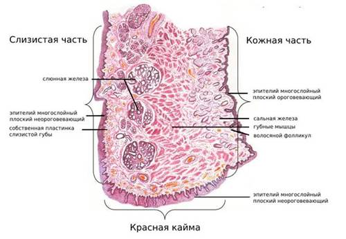 Источник