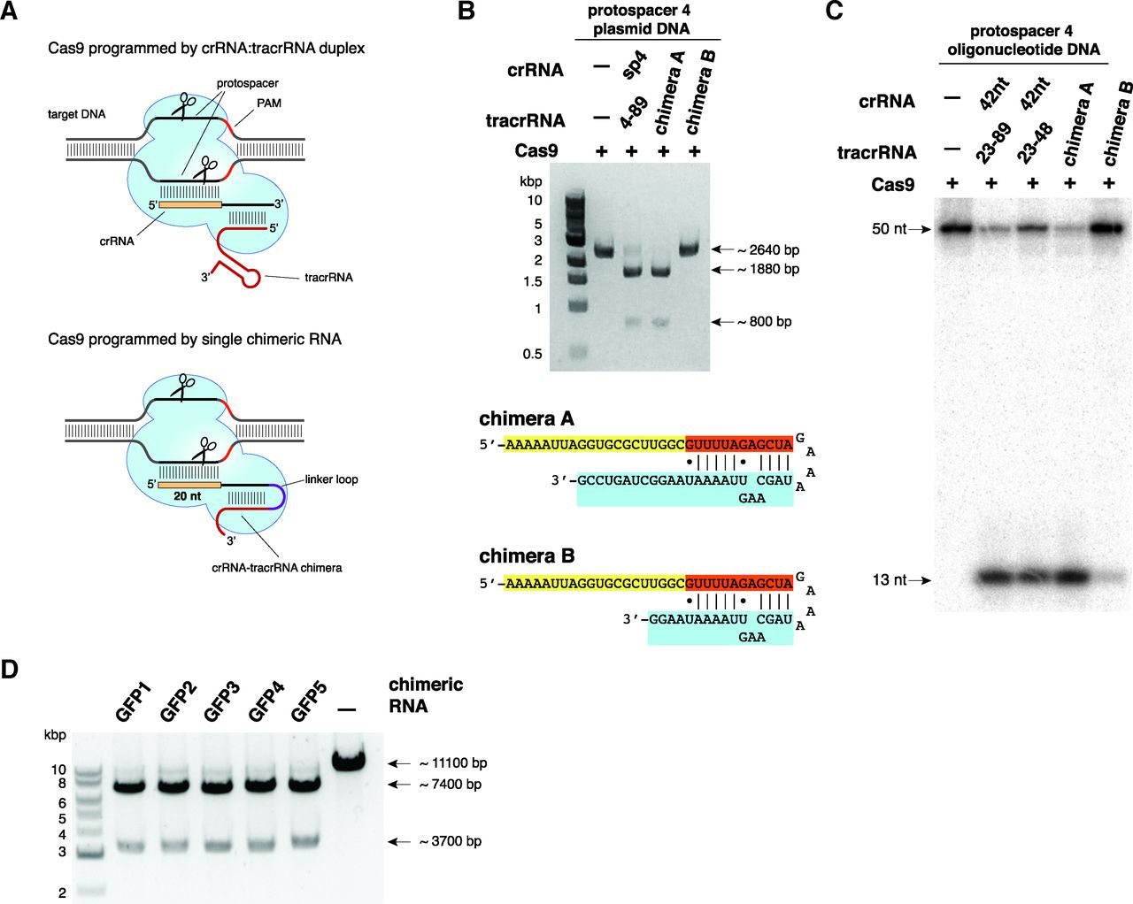 Cas9 можно запрограммировать с помощью одной сконструированной молекулы РНК, сочетающей в себе функции tracrRNA и crRNA 
