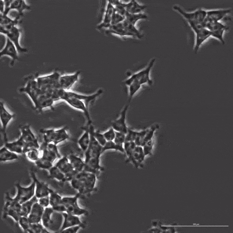 Человеческие клетки, отредактированные OpenCRISPR-1
