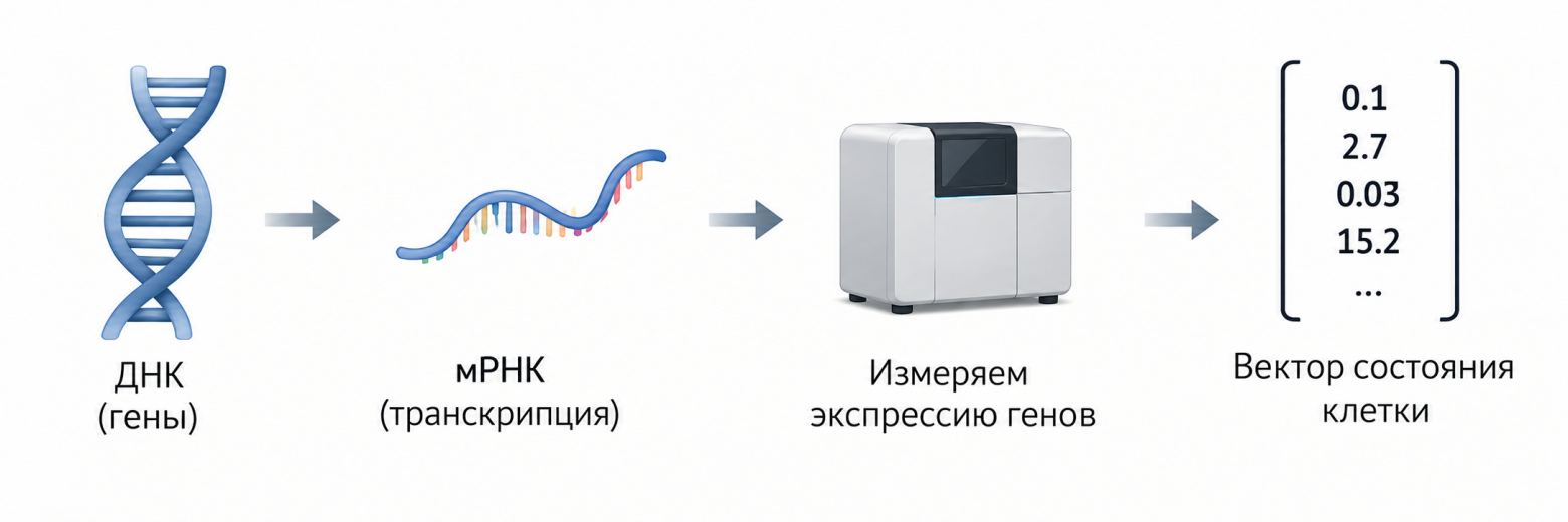  От экспрессии генов к вектору состояния  