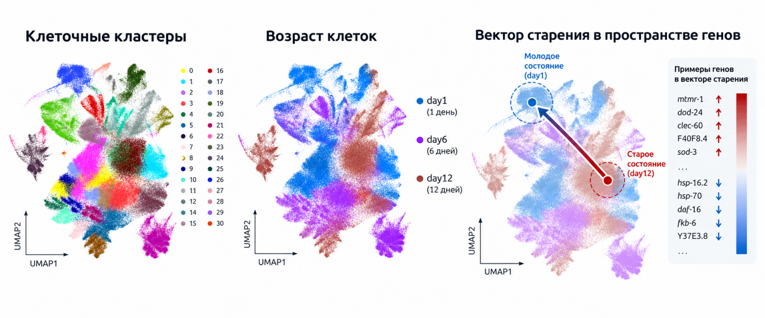 Визуализация данных C. elegans: разделение клеток на кластеры, их возрастные состояния и направление, в котором мы хотим сдвинуть систему обратно к молодому аттрактору.
