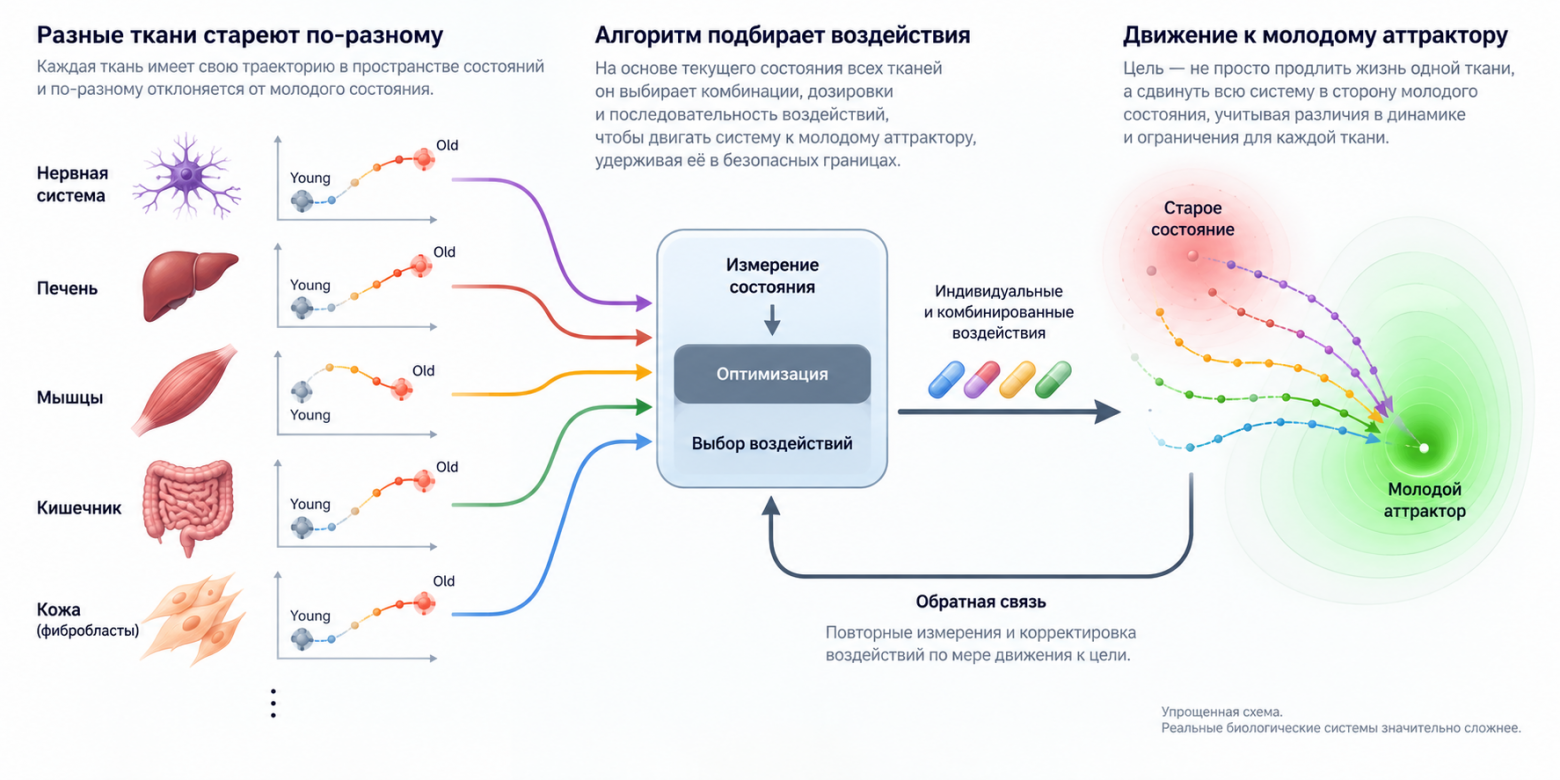  Возможная схема управления старением как динамической системой. Состояние разных тканей измеряется отдельно, а воздействия подбираются и корректируются так, чтобы двигать всю систему в сторону молодого аттрактора.