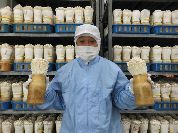 Работник держит две бутылки выращенного эноки