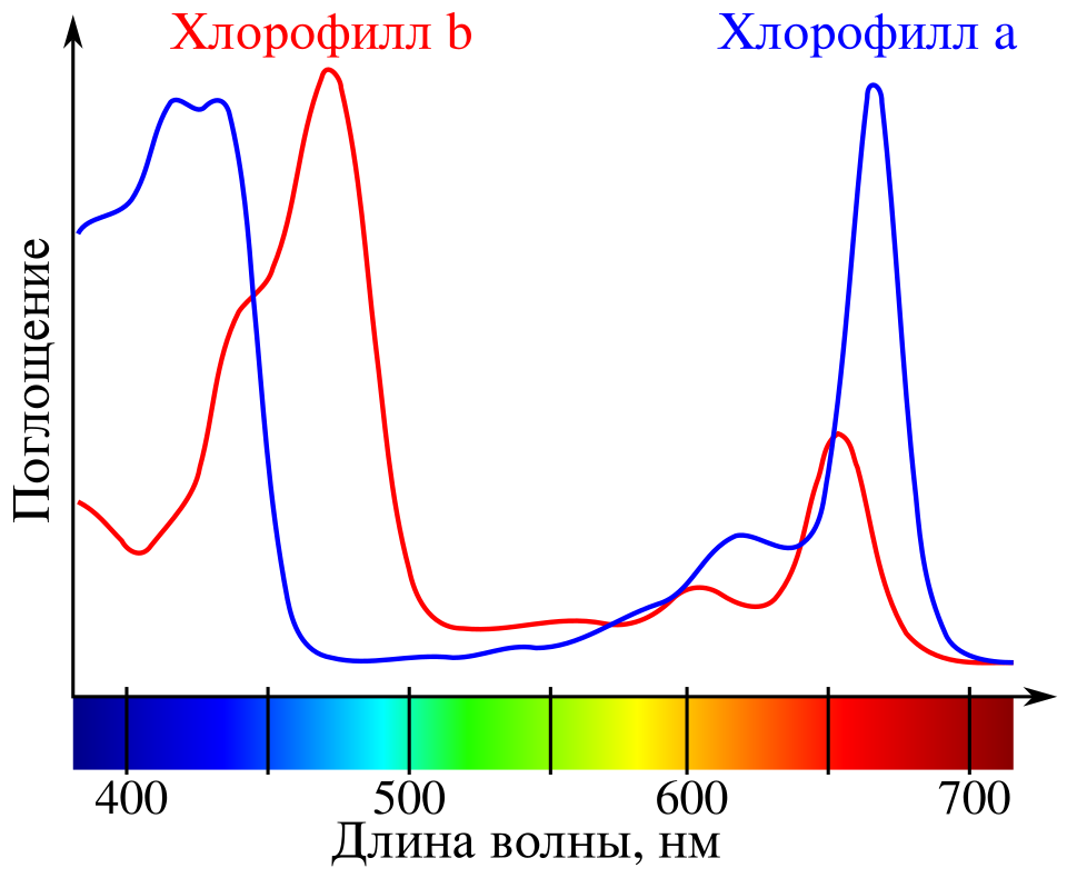 Рисунок - Спектр поглощения хлорофилла а