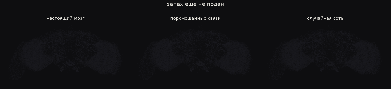 Объяснение видно из простого подсчета того, сколько синапсов отделяет рецепторы от каждого отдела.