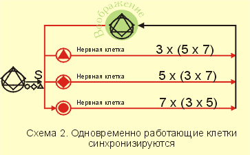Синхронизация одновременно работающих клеток Синхронизация одновременно работающих клеток