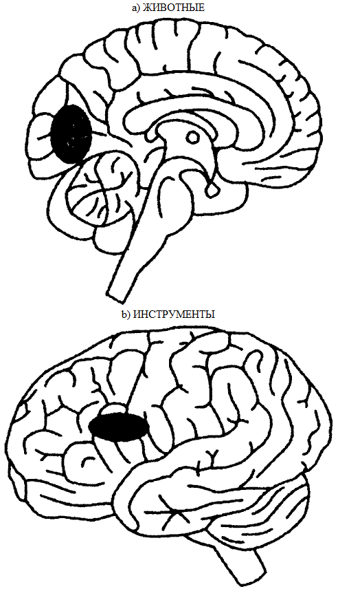 Рис 5.4. Распределенное корковое представление языка. Корковое представление значений слов, обозначающих предметы, является в высшей степени рассредоточенным. Различные свойства этих представлений хранятся близко к тем сенсорным и моторным зонам, которые участвовали в получении информации об этих предметах: a — зона усиленного кровотока, когда испытуемые называют рисунки животных, по сравнению с называнием инструментов; b — зона усиленного кровотока, когда испытуемые называют рисунки инструментов, по сравнению с называнием рисунков животных. (Адаптировано из: Martin A. et al. Neural correlates of category-specific knowledge // Nature. 1996. Vol. 379, № 6566. P. 649-652.)