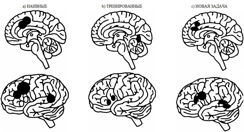 Рис. 6.1. Лобные доли и новизна: а — префронтальная кора активна, когда когнитивная задача является новой; b — лобная активация снижается по мере знакомства с задачей; с — префронтальная кора снова частично активируется, если предъявляется несколько отличная задача, подобная первой, но не идентичная ей. (Адаптировано из: Raichle. M. Е. et al. Practice-related changes in human brain functional anatomy during nonmotor learning // Cereb. Cortex. 1994. Vol. 4, № 1. P. 8-26.)