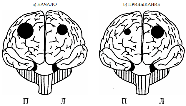 Рис.6.2. Лобные доли, полушария и новизна: а — новая задача активизирует преимущественно правую префронтальную кору; b — по мере того, как задача становится привычной, общий уровень активации падает и сдвигается с правых префронтальных областей к левым. (Адаптировано из: Gold J. М. et al. PET validation of a novel prefrontal task: Delayed response alteration // Neuropsychology. 1996. Vol. 10. P. 3-10.)
