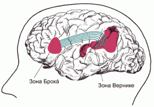 Рис. 13. Специализированные устройства для ввода (зона Брока) и вывода (зона Вернике) устной речи в левом полушарии