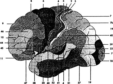 Рис. 4.2. Карта архитектонических зон коры по Бродману. (Адаптировано из Roberts, Leigh, Weinberger, 1993.)