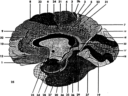Рис. 4.2. Карта архитектонических зон коры по Бродману. (Адаптировано из Roberts, Leigh, Weinberger, 1993.)
