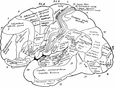 Рис. 5.2. Корковая локализация функций по Клейсту. (Из: Luria A. R.Higher Cortical Functions in Man. New York: Basic Books, 1966; рус. изд.: Лурия А. Р. Высшие корковые функции человека и их нарушения при локальных поражениях мозга. 2-е изд. М.: Изд-во Моск. ун-та, 1969. С. 15.)