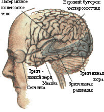 Рис. 1. Зрительная система. Показаны связи, идущие от первичных рецепторов сетчатки через передаточные ядра таламуса и гипоталамуса к первичной зрительной зоне коры.