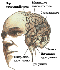 Рис. 2. Слуховая система. Показаны связи, идущие от первичных рецепторов улитки через таламус к первичной слуховой зоне коры.