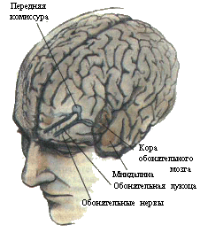 Рис. 3. Обонятельная система. Показаны связи, идущие от рецепторов слизистой носа через обонятельные луковицы и базальные ядра переднего мозга к конечным пунктам в обонятельной коре.