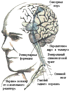 Рис. 5. Ощущения с поверхности тела. Представлены связи, идущие от кожных рецепторов через вставочные нейроны спинного мозга и таламуса к первичной сенсорной зоне коры.