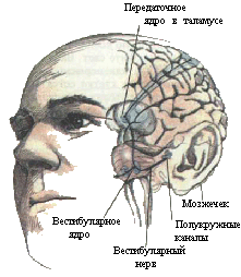 Рис. 6. Чувство равновесия. Показаны связи, идущие от первичных рецепторов преддверия внутреннего уха (вестибулярного аппарата) к ядрам ствола мозга и таламуса. Эта информация, по-видимому, не имеет путей для передачи в кору большого мозга.