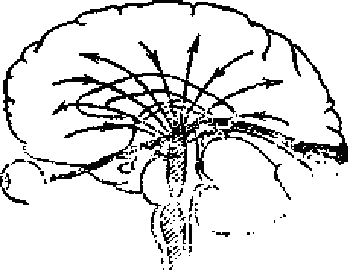Рис. 1. Специфический и диффузный пути от глаза в кору головного мозга (сетевидная формации показана штриховкой)