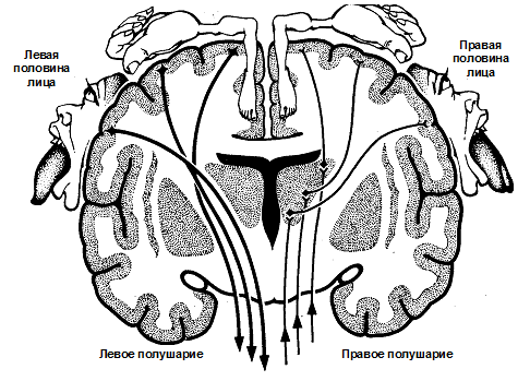 Проекция человека в центральных извилинах Проекция человека в центральных извилинах