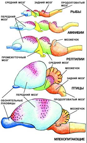 Головной мозг основных представителей позвоночных. Красный цвет и крестообразная штриховка показывают расположение ассоциативных зон мозга