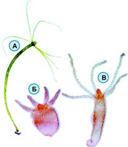 У микроскопической пресноводной гидры нервная система равномерно распределена по телу: А - гидра; Б - гидра после прикосновения к ней; В - гидра, приходящая в спокойное состояние.