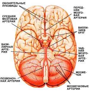Головной мозг с кровеносными сосудами (вид снизу)