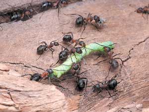 Благодаря коллективным усилиям муравьям удается справиться с довольно крупной добычей. Фото П. Корзуновича.