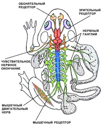 Основные центры нервной системы позвоночных на примере лягушки.