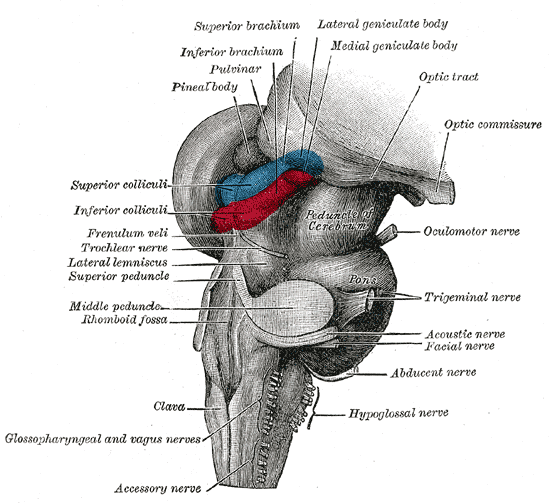 Средний мозг