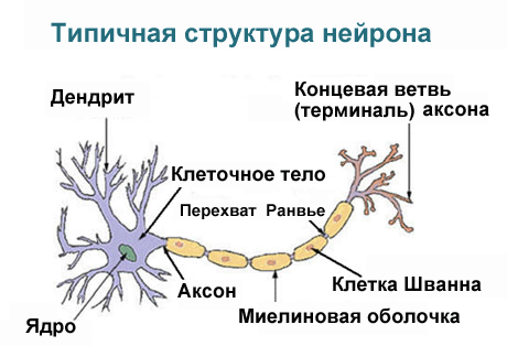На схеме миелиновая оболочка нейрона состоит из пяти шванновских клеток (выделены оранжевым цветом)