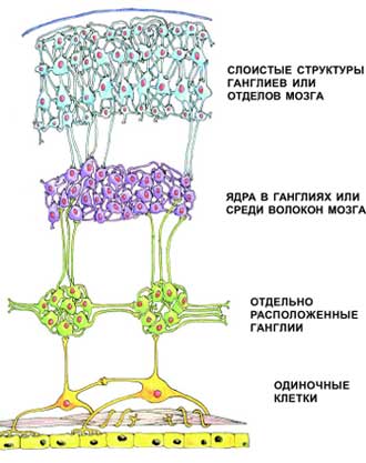 Основные структурные уровни организации нервной системы