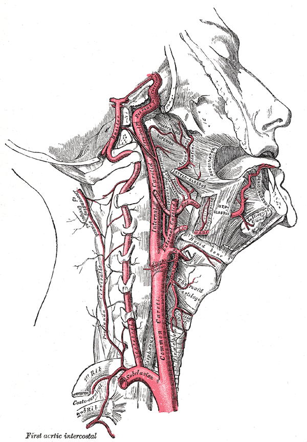 Внутренняя сонная и позвоночные артерии (правая сторона)