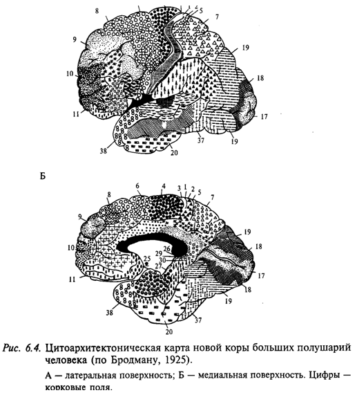 Цитоархитектоническая карта новой коры больших полушарий человека (по Бродману, 1925)