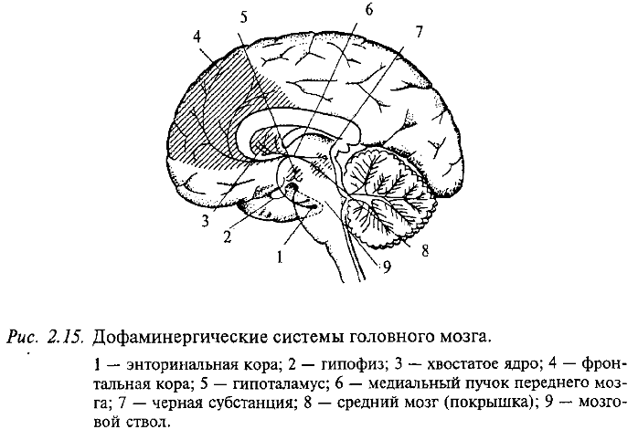 Дофаминергические системы головного мозга