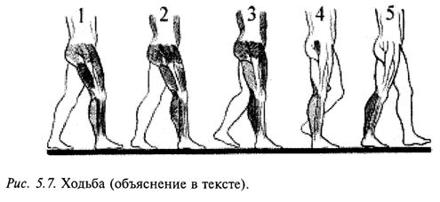 Хотьба Хотьба