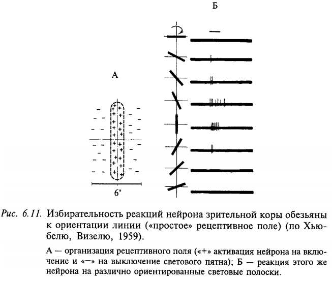 Избирательная реакция нейрона зрительной коры обезьяны к ориентации линии («простое» рецептивное поле) (по Хьюбелю, Визелю, 1959)