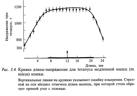 Кривая длина-напряжение для тетануса медленной мышц (m. soleus) кошки Кривая длина-напряжение для тетануса медленной мышц (m. soleus) кошки
