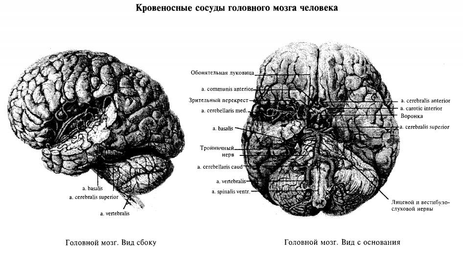 Кровеносные сосуды головного мозга человека