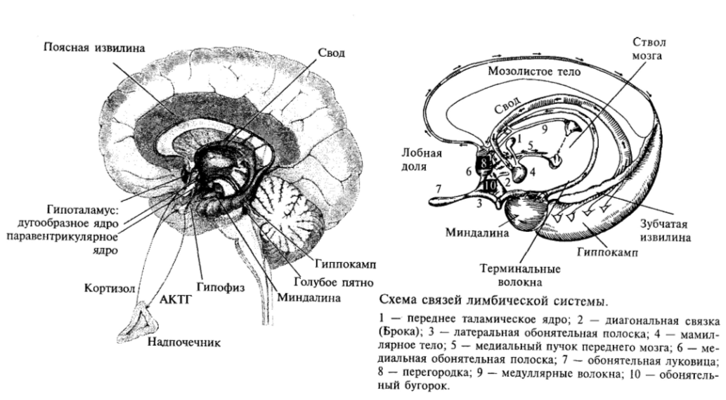Лимбическая система головного мозга