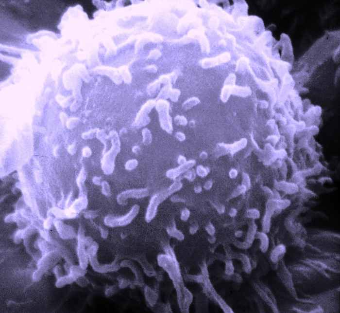 Лимфоцит, компонент иммунной системы человека. Изображение сделано сканирующим электронным микроскопом