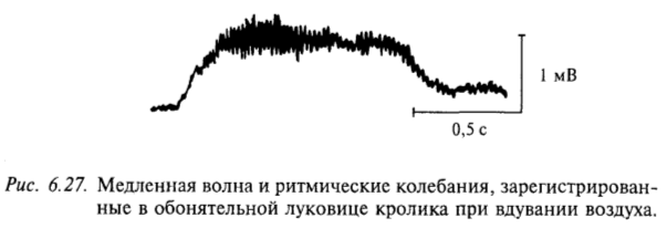 Медленная волна и ритмические колебания, зарегистрированные в обонятельной луковице кролика при вдувании воздуха