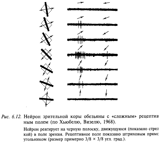Нейрон зрительной коры обезьяны с «сложным» рецептивным полем (по Хьюбелю, Визелю, 1968)