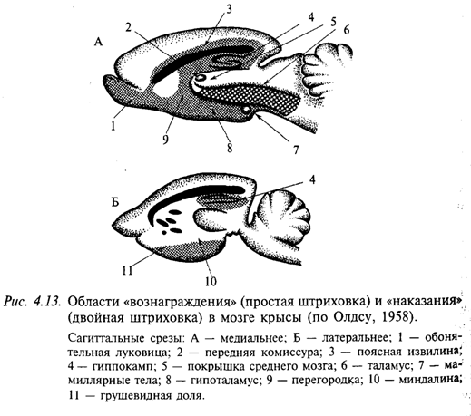 Области «вознаграждения» (простая штриховка) и «наказания» (двойная штриховка) в мозге крысы (по Олдсу, 1958)