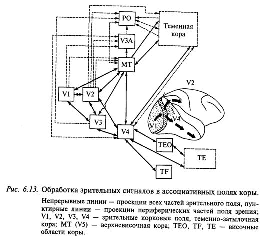 Обработка зрительных сигналов в ассоциативных полях коры Обработка зрительных сигналов в ассоциативных полях коры