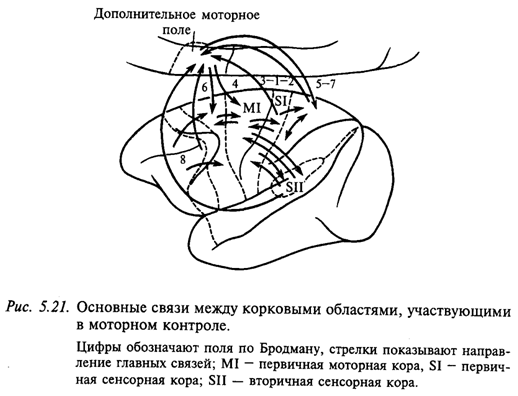 Основные связи между корковыми областями, участвующими в моторном контроле Основные связи между корковыми областями, участвующими в моторном контроле
