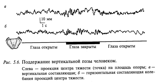Поддержание вертикальной позы человеком Поддержание вертикальной позы человеком