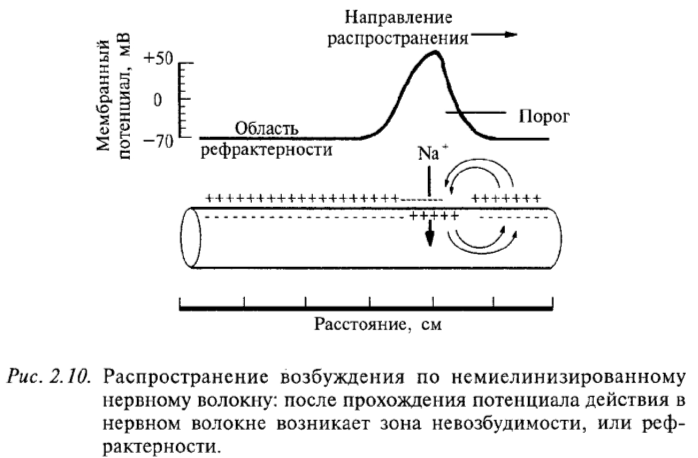 Распространение возбуждения по немиелинизированному нервному волокну: после прохождения потенциала действия в нервном волокне возникает зона невозбудимости, или рефрактерности